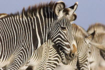 Grevy's Zebra {Equus grevyi} close-up with 'overlapping' stripes of individuals, possibly confusing to predators, Lewa Downs, Kenya.