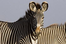Grevy's Zebra {Equus grevyi} portrait, Lewa Downs, Kenya