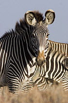 Grevy's Zebra {Equus grevyi} portrait, Lewa Downs, Kenya