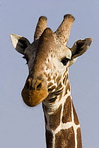 Reticulated Giraffe, {Giraffa camelopardalis reticulata} head portrait, Lewa Downs, Kenya.
