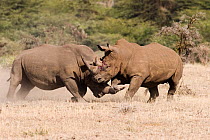 Two male White Rhinoceros {Ceratotherium simum} fighting for territory, one with horn hooked under other's leg, Lewa Downs, Kenya