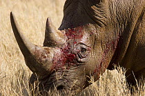 Male White rhinoceros {Ceratotherium simum} with bloody face after recieving wound during territorial dispute, Lewa Downs, Kenya