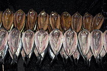 Herring kippers (Clupea harengus) hung up in smoking shed, Yorkshire, UK