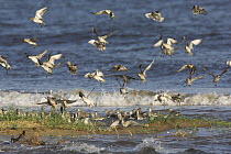 Knot (Calidris canutus) alighting on high tide roost, the Wash, Norfolk, UK
