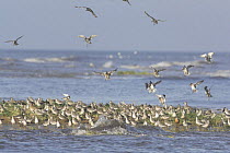 Knot (Calidris canutus) alighting during a high tide roost, Norfolk, UK