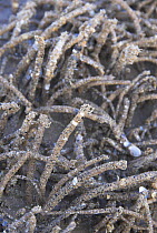 Casts of Sand mason worms (Lanice conchilega), Norfolk, UK