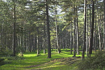 Mature pine trees, Corsican pine (Pinus nigra laricio) Scots pine (Pinus sylvestris) and Maritime pine (Pinus pinmaster) on coastal dunes, Wells-next-the-sea, Norfolk, UK