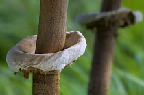 Close-up of annulus / ring on Parasol mushroom stipe / stem (Macrolepiota procera), Belgium