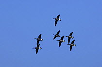 Flock of Brent geese (Branta bernicla) flying, Zeeland, Netherlands