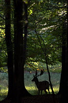 Silhouette of Fallow deer stag (Dama dama) in woodland, Jaegersborg, Denmark