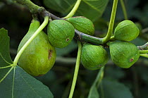 Figs ripening on Fig tree (Ficus carica), botanical garden, Belgium