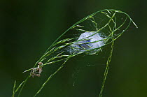 Furrow orb weaver spider's web and shed cuticle (Araneus / Larinioides cornutus) in tall grass, La Brenne, France
