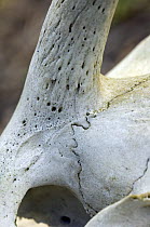 Detail of goat's skull (Capra hircus) showing join with horn, Spain