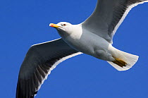 Lesser black backed gull in flight (Larus fuscus), Texel, Netherlands