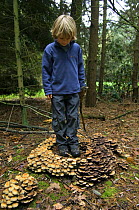 Child looking at circle of Sulphur tuft fungus (Hypholoma fasciculare) Belgium