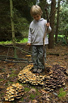 Child looking at circle of Sulphur tuft fungus (Hypholoma fasciculare) Belgium