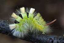 Pale Tussock moth caterpillar (Dasychira pudibunda / Calliteara pudibunda) Belgium