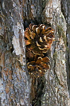 Pine cones (Pinus genus) wedged in tree bark by woodpecker, Sierra de Gredos, Spain