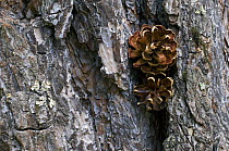 Pine cones (Pinus genus) wedged in tree bark by woodpecker, Sierra de Gredos, Spain