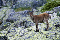 Juvenile Spanish ibex (Capra pyrenaica) Sierra de Gredos, Spain