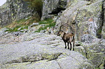 Male Spanish Ibex (Capra pyrenaica), Sierra de Gredos, Spain