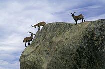 Three Spanish ibex {Capra pyrenaica} males standing on mountain side, Sierra de Gredos, Spain