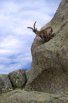 Male Spanish ibex (Capra pyrenaica) standing on rock face, Sierra de Gredos, Spain