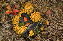 Sulphur tuft fungus (Hypholoma fasciculare) on decaying wood, Belgium