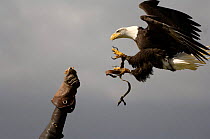 American Bald Eagle (Haliaeetus leucocephalus) landing on falconers glove. Hawk & Owl Conservancy, Hampshire, UK