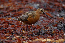 Bar tailed Godwit (Limosa lapponica) foraging, Varangerfjord, Norway