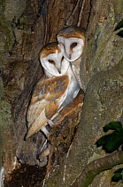 Barn Owl (Tyto alba) juveniles nestling in together at entrance to nest cavity, Northumberland, UK