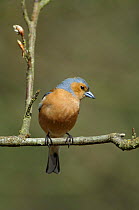 Male Chaffinch (Fringilla coelebs) perched on branch, Northumberland, UK