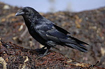 Common Raven (Corvus corax), Varangerfjord, Arctic Norway