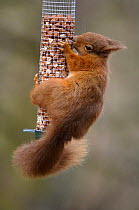 Red Squirrel (Sciurus vulgaris) feeding on peanut holder for birds, Northumberland, UK