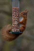 Red Squirrel (Sciurus vulgaris) hanging on peanut feeder for birds, Northumberland, UK