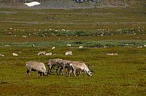 Reindeer (Rangifer tarandus) herd grazing the tundra, Varangerfjord, Arctic Norway