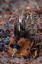 Ruff (Philomachus pugnax) displaying, Varangerfjord, Arctic Norway
