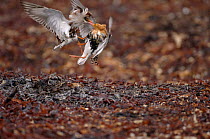 Ruffs (Philomachus pugnax) fighting mid-air, Varangerfjord, Arctic Norway