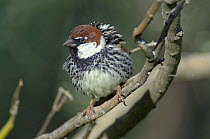 Spanish Sparrow (Passer hispaniolensis) male on branch, Extremadura, Spain