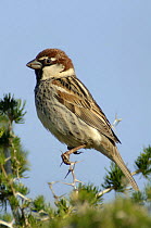 Spanish Sparrow (Passer hispaniolensis) male, Extremadura, Spain