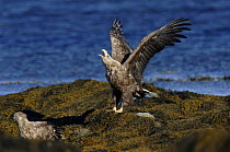 White-tailed sea eagle (Haliaeetus albicilla) calling over kill, Varangerfjord, Arctic Norway
