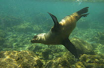 Galapagos sealion (Zalophus wollebaeki) underwater,  Gardner Bay, Española (Hood) Island, Galapagos Islands, South America