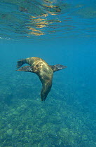 Galapagos sealion (Zalophus wollebaeki) underwater,  Gardner Bay, Española (Hood) Island, Galapagos Islands, South America