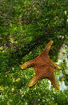 Panamic cushion star (Pentaceraster cumingi) underwater on algae covered rock, Fernandina Island, Galapagos Islands, South America