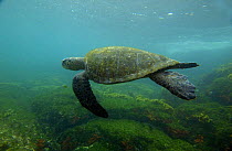 Galapagos green turtle (Chelonia mydas agassizi) underwater, Santiago / James Island, Galapagos islands, South America