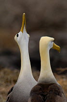 Waved albatross (Phoebastria irrorata) pair in courtship display, Española Island, Galapagos Islands, South America