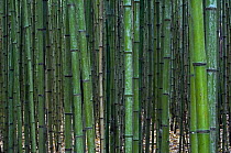Bamboo stems (Bambusa sp.), botanical garden, Costa Rica