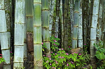 Bamboo {Bambusa sp} stems, botanical garden, Costa Rica