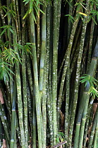 Bamboo (Bambusa oldhamii) stems and leaves, botanical garden, Costa Rica, South america