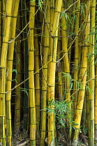 Bamboo {Bambusa vulgaris vittata} stems, botanical garden, Costa Rica
